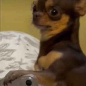 Meet your Posher, Johnauri